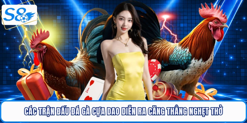 Các trận đấu đá gà cựa dao diễn ra căng thẳng nghẹt thở